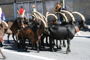 Altra immagine della Désarpa - www.ruralpini.it