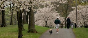 milano con il cane