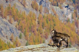 Gran Paradiso