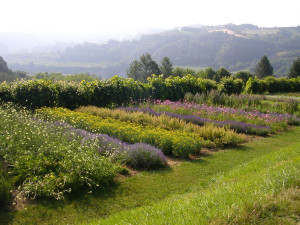 giardino delle erbe