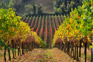 vigneto_vernaccia_san_gimignano