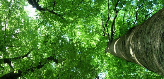 Foreste Sacre, foto tratta da www.piediincammino.it