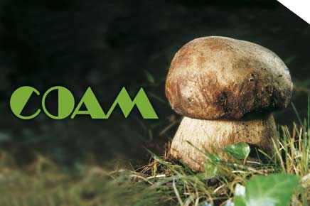 coam-funghi-porcini