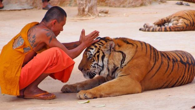 tiger+temple