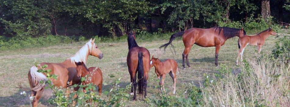 allevamento-quarter-horse