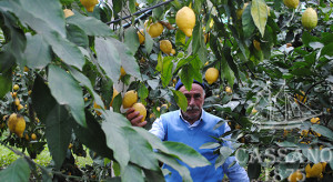 albero_limoni_di_sorrento_igp